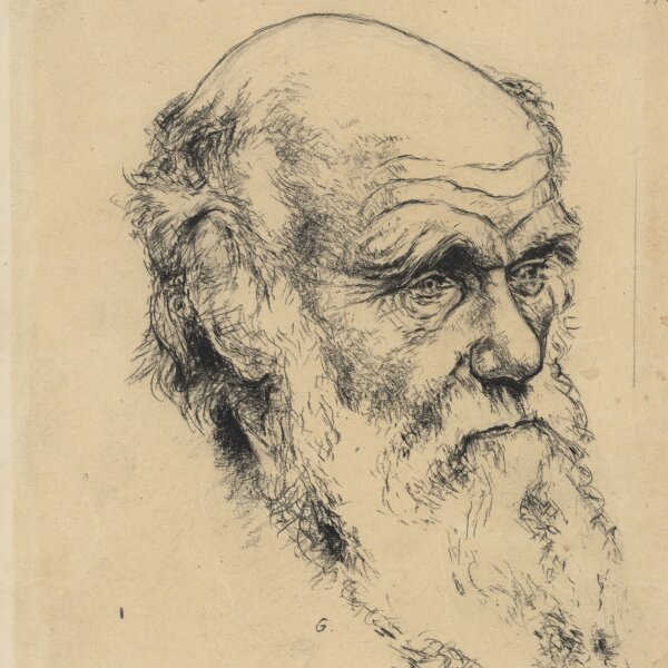 Gäbel - Charles Darwin - Zeichnung - um 1958
