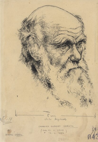 Gäbel - Charles Darwin - Zeichnung - um 1958