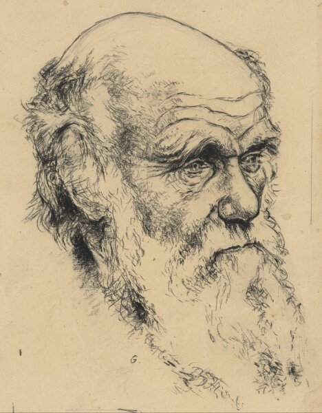Gäbel - Charles Darwin - Zeichnung - um 1958