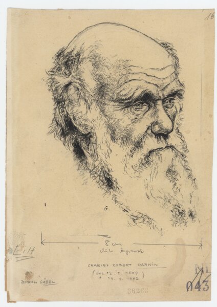 Gäbel - Charles Darwin - Zeichnung - um 1958